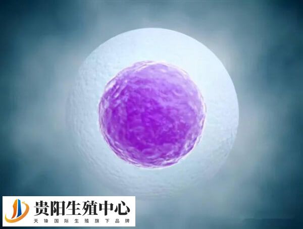 卵子的质量会随着女性年龄的增长而衰退