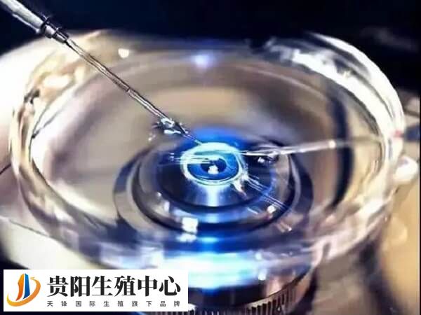 移植鲜胚前还需满足一定的条件