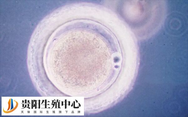胚胎复苏的常见移植方案主要有4个