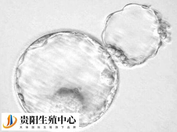 激素替代周期主要适用于排卵障碍