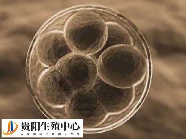 辅助孵化技术可提升胚胎着床率