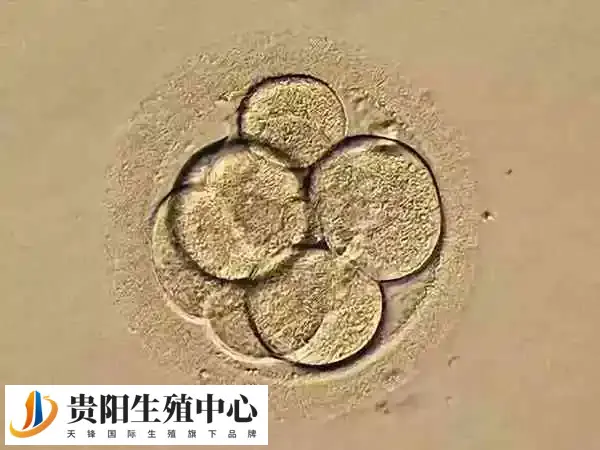 拮抗剂方案是一种试管婴儿促排卵方案