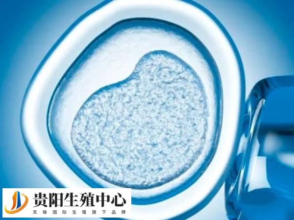 生长激素通过激活卵泡内的IGF-1受体