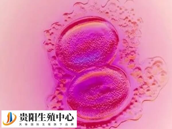 贵阳4级胚胎养囊能不能养成优质胚胎