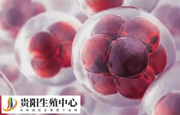 胚胎培养状态的影响因素有哪些