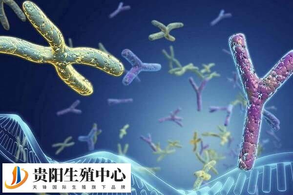 染色体异常做试管成功率多高