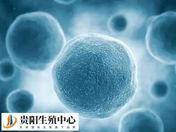 空卵泡与正常卵泡的直径不同