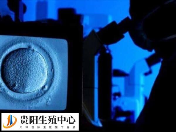 单个囊胚分裂成双胞胎概率约为2%-4%